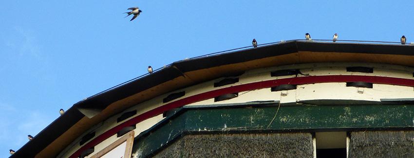 als ringleiding op het tijdelijke dak van de molen is bevestigd tot slot deze prachtfoto.