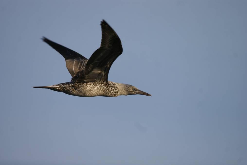 1 Inleiding Teneinde te onderzoeken of en zo ja welk gebied in de omgeving van de Bruine Bank als beschermd marien gebied kwalificeert op basis van de Vogelrichtlijn, worden vogeltellingen uitgevoerd