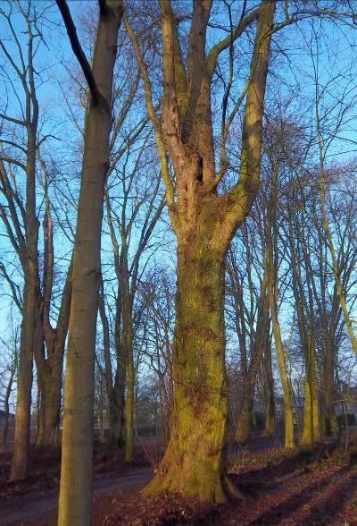 ACTUELE NATUURWAARDE N - SOORTEN De verzameling van soortgegevens ten behoeve van de Natuurwaardenkaart heeft op twee manieren plaatsgevonden.