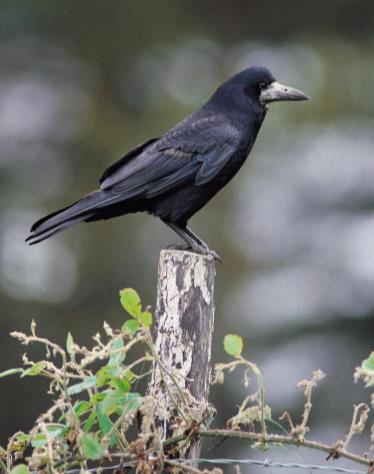 Op plaatsen waar veel steenuilen zijn waargenomen, is op de natuurwaardenkaart aangegeven dat er een territorium van steenuil aanwezig is.