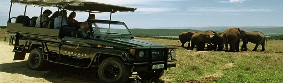 ?? We rijden via Port Elisabeth naar Addo Elephant National Park. Verblijf 2 nachten, een echte safaribeleving.