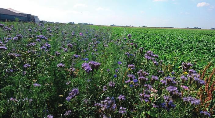 De vier belangrijkste plaaginsecten voor de aardappel zijn drie groepen bladluizen en de coloradokever.