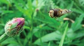 De voedselwens verandert gedurende de levenscyclus: veel volwassen insecten doen zich te goed aan nectar en stuifmeel, maar de larve heeft bladluizen nodig.