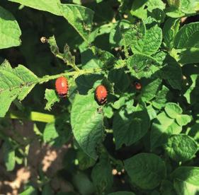 Met name de larven, maar ook de volwassen kevers kunnen massaal voorkomen in aardappelpercelen en de planten helemaal leegvreten. De eitjes worden in het voorjaar aan de onderkant van het blad gelegd.