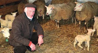 DOSSIER Schapenhouderij: focus op slachtlammeren PASTORALE LAMSVLEES VAN T GAREELKE Op het schapenbedrijf t Gareelke van André Calus en Bea Leus in Kanegem worden sinds 1990 slachtlammeren gekweekt.