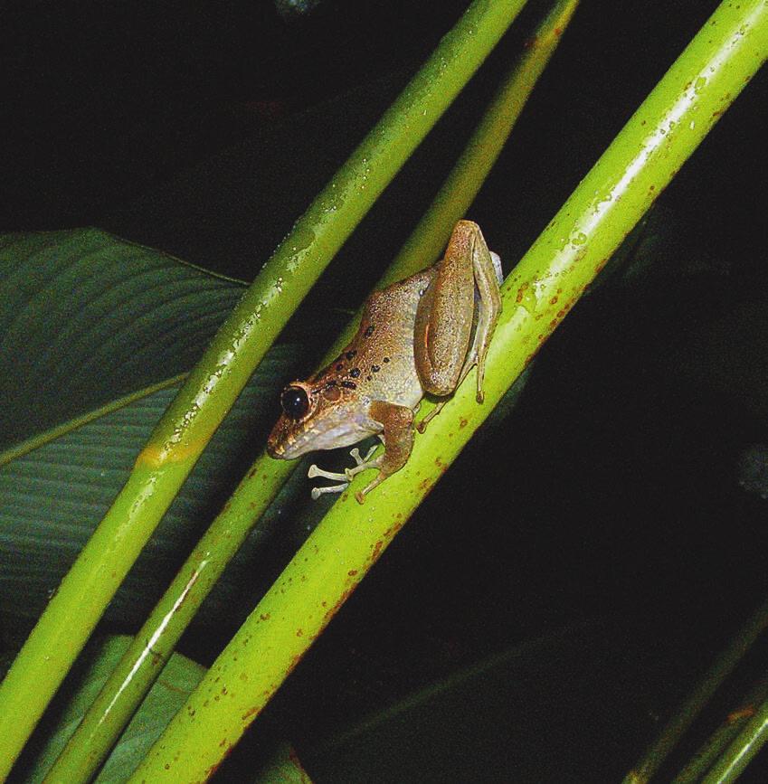 Eleutherodactylus fitzingeri bij rivier sterren). De luchtvochtigheid moet overdag tussen de 55 en 70% worden gehouden en moet s nachts oplopen naar 90% of meer.