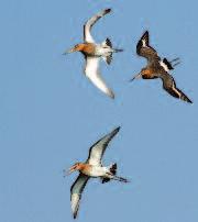 Momenteel wordt overwogen het weidevogelbeleid te focussen op zogenaamde weidevogelkerngebieden.