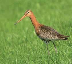 7.2 Doelsoorten In 2010 is opnieuw een gebiedsdekkende broedvogelkartering uitgevoerd zowel in de polder als op de buitendijkse schorren en het noordelijk zanddepot (Schiphoekpolder).