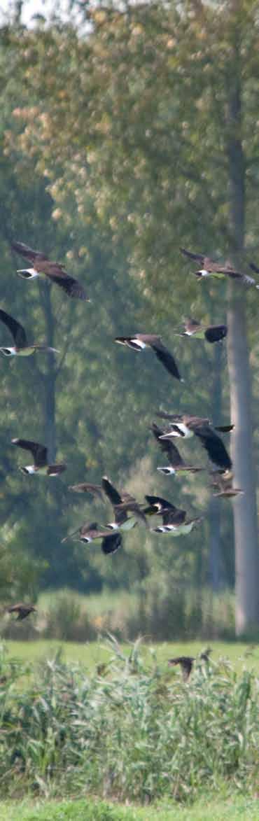 7.2.3 Besluit doelsoorten We kunnen voorzichtig concluderen dat de voorlopige inrichting en het gevoerde beheer in het weidevogelgebied zijn vruchten afwerpt.