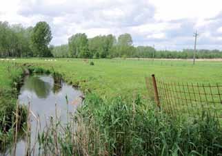 weidevogelgebied Bazel Verdere en aanhoudende inspanningen zullen eveneens moeten geleverd worden om de openheid van het gebied te garanderen.