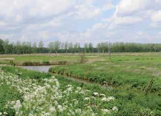 Op deze voormalige bospercelen hebben zich evenwel op de nattere delen grote zeggen- en rietlandvegetaties ontwikkeld, terwijl op de drogere percelen hoge ruigtes zijn ontstaan.