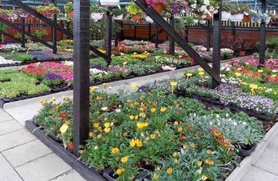 Z Als U planten in pot of met kluit koopt, zet deze dan niet in de volle klei, maar werk veengrond (tuinaarde) door het plantgat.