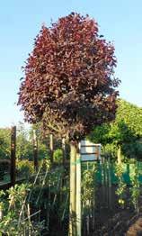 EEN KLEINE GREEP UIT ONS ASSORTIMENT in de meest gevraagde maat, in pot of kluit per stuk s ACER palmatum Garnet - roodbladig, fijn getand blad, vanaf 13,75 ACER platanoides Globosum - bolvormige