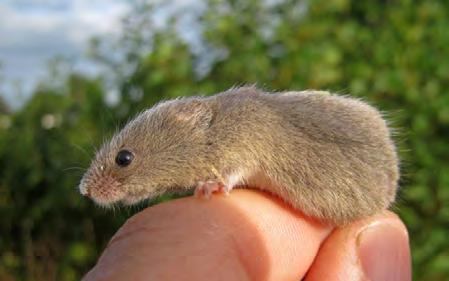 nl werden in november 2010 (door Douwe van der Ploeg) nog enkele muizenvangsten gemeld zoals een bosmuis en vijf veldmuizen.