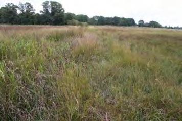 Zoogdieren De raai (in totaal 20 vallen) is geplaatst in een natte vegetatie in water van 30-40 cm diep.