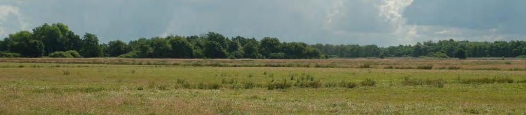 Dagvlinders Graslandvlinders gaan sterk achteruit in Nederland. Een goed maaibeheer op de drogere delen van het beekdal, maar ook op de grotere graslanden in het Meindersveen is hierbij essentieel.