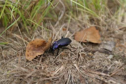 Foto 3.10 Korrelschalebijter onder een plaatje F3 in de noordelijke bosrand op 25 september 2014. Reptielen en amfibieën: zichtwaarnemingen Zie Tabel 3.3. Buiten de hazelworm en zandhagedissen van het plaatjesonderzoek is tevens een zonnende onvolwassen zandhagedis langs de noordelijke bosrand gezien op 18 april 2014.