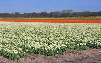 Autopuzzeltocht "Bollenstreek" Welkom in de fleurigste bloementuin van Nederland!