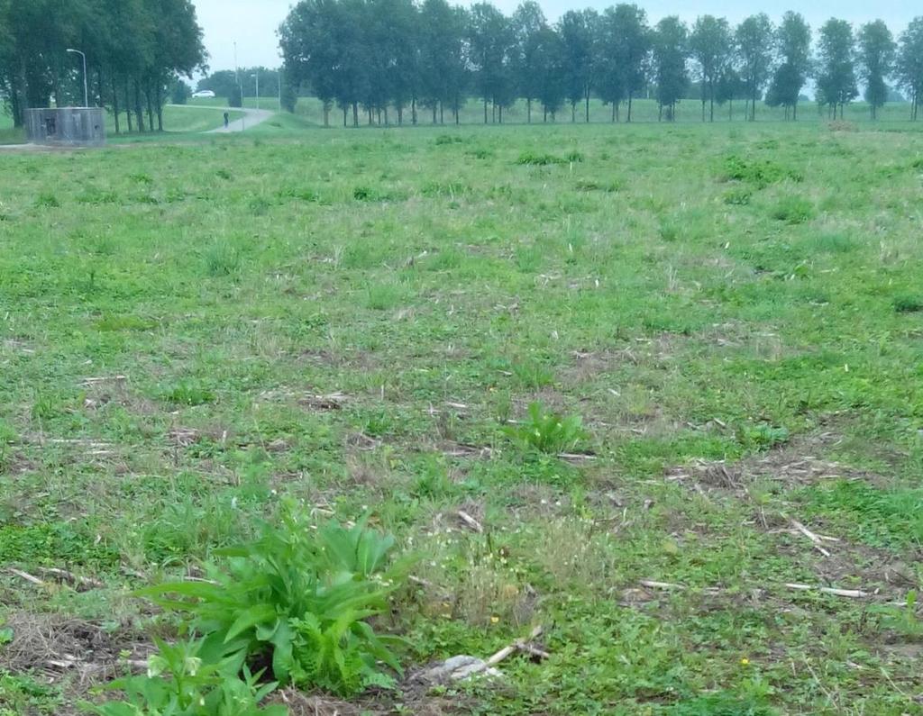 De vegetatie op het overgrote deel van het plangebied is kruidenrijk en