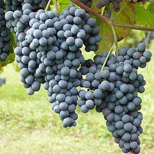 5 Druivenrassen Piemonte heeft een grote verscheidenheid aan autochtone druivenrassen. De regio staat vooral bekend om de vaak krachtige rode wijnen die je soms heel lang kunt bewaren.