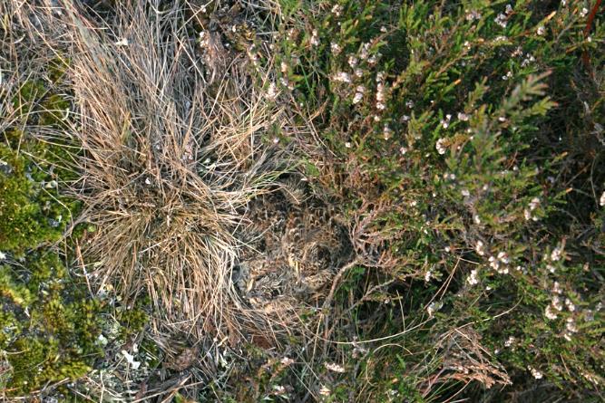 Foto s van (lb) veldleeuwerik nest met jongen (foto Joost Vogels); (lo) kunstnest met kwarteleieren (verbleekt door zonlicht) op eenzelfde type locatie aan de rand van een heidepol in het