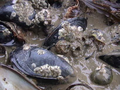 Crassostrea gigas Het aantal Japanse oesters is explosief gestegen in de Nederlandse wateren sinds zijn introductie in 1964, terwijl in eerste instantie gedacht werd dat de Nederlandse wateren