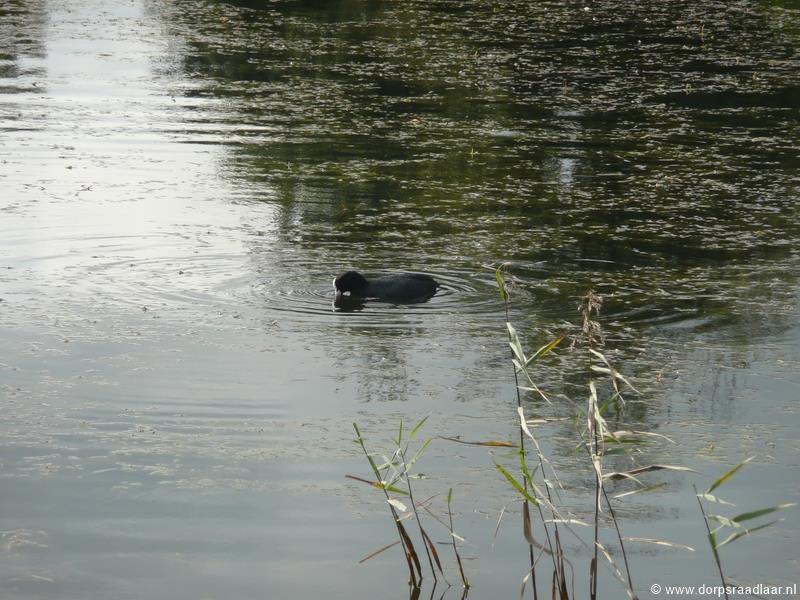 Deze meerkoet