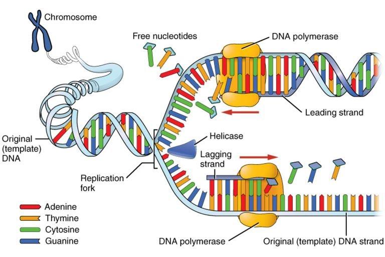 23 Radiobiologie TS VRS-D/MR nj 2018 Effecten op de mens Bij celdeling: DNA wordt gesplitst, nieuwe basen worden ingebouwd: cnx.org/content/m46073/latest/0323_dna_replication.