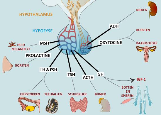 Ons groot regelsysteem hormoonklieren in onze hersenen oestrogeen progesteron testosteron schildklierhormonen cormsol Onze cyclus Wat kan fout gaan?