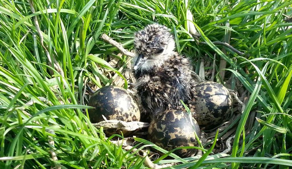 350 weidevogelvrijwilligers beschermden zo n 5.000 weidevogelnesten.