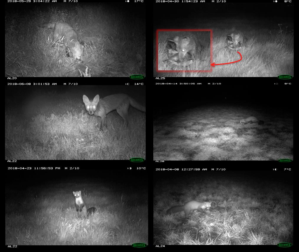Figuur 4.4 Enkele voorbeelden van cameraval opnamen van nestpredatoren in de Soarremoarre in 2018.