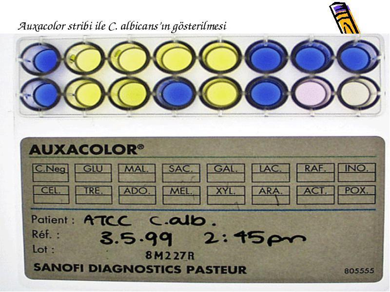 Kiembuistest Auxacolor