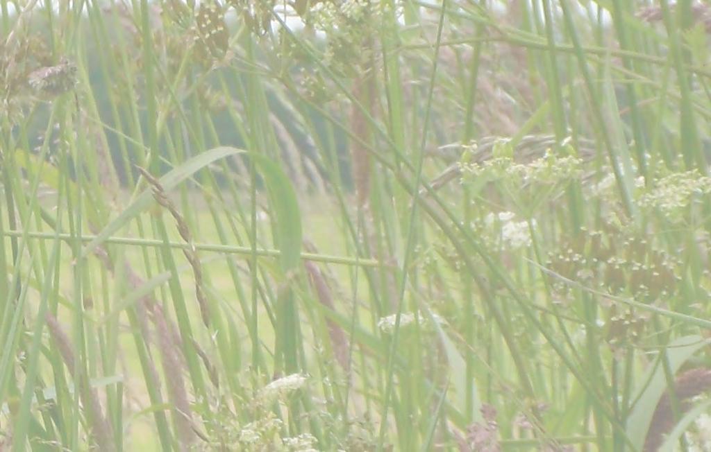 Belangrijk voor Kwadijk en dus ook voor het Land van Kwadijk zijn de weilanden met koeien en schapen en hier en daar een boom of bosje; de de grillige waterlopen, de weidsheid, de rust en de ruimte,