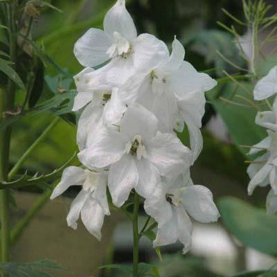 Volwassen planthoogte 80 cm - 200 cm Delphinium Ridderspoor sneeuw Deze cultivar is rijkbloeiend en heeft bijzonder grote