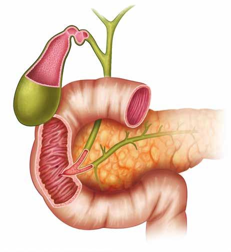 4 / 01 ALVLEESKLIER OF PANCREAS De alvleesklier is een langwerpige, trosvormige klier die boven in de buikholte ligt. De medische naam voor alvleesklier is pancreas.