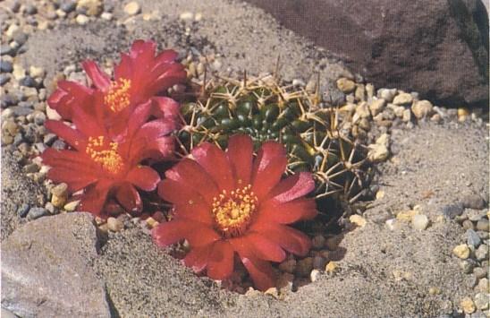 SULCOREBUTIA PURPUREA Johan Pot De communicatie over organismen is niet eenduidig. Dit uitgangspunt leidt tot de volgende beschouwing over Sulcorebutia purpurea. Toen Dr.