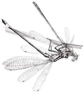 3.3 Insecten Libellen en juffers 2013 Vanwege de geringe belangstelling zijn we gestopt met het in 2009 gestarte libellenproject.