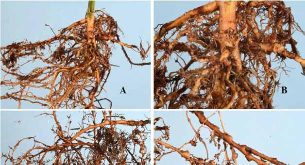 Fig.: Wortelknobbels veroorzaakt door