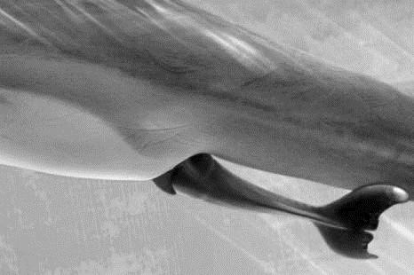 Als een dolfijnenbaby geboren wordt, komt de staart meestal als eerste tevoorschijn (zie de afbeelding hieronder).