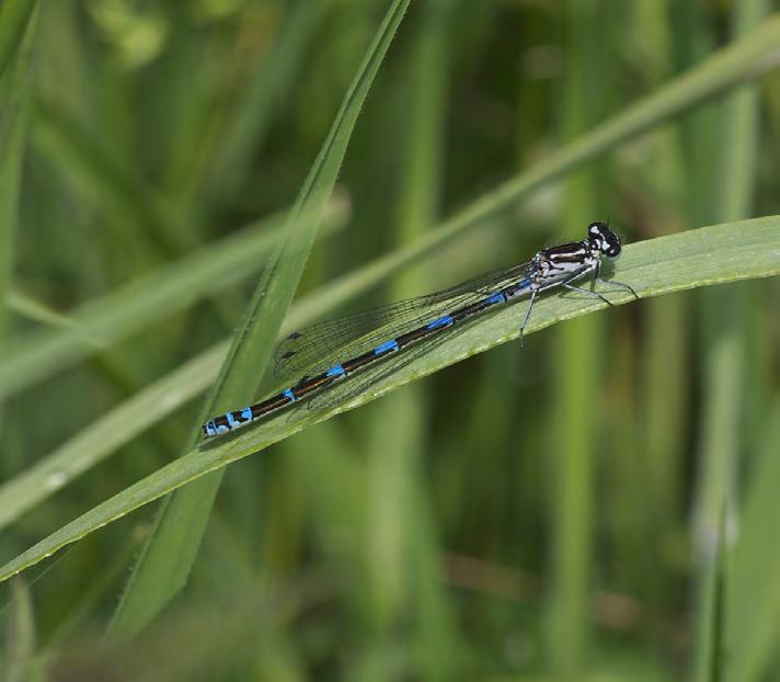 Er zijn in De Hel/Blauwe Hel/Ketelweg 21 soorten libellen aangetroffen verdeeld over 8 juffers en 13 eigenlijke libellen. De libellenfauna is gevarieerd, maar niet rijk.