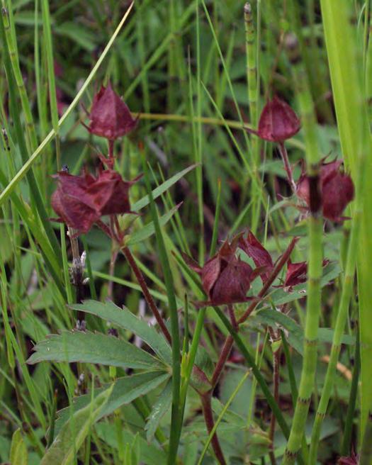 Fig.3.5 Wateraardbei, Blauwe Hel Wateraardbei (Comarum palustre) is een plant van laagveen (ecologische groep 7a). Deze soort kwam zowel in De Hel als Blauwe Hel voor.