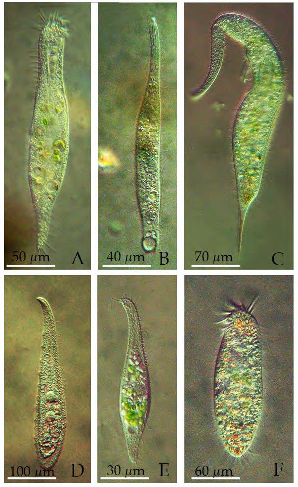 de Hel 2012 Bijlage 5.I. Hel, aquatische microflora en fauna, 2012 Ciliata (Trilhaardiertjes) Ciliaten leven van bacteriën, algen en andere ciliaten. In de kwelplas waren algen schaars.