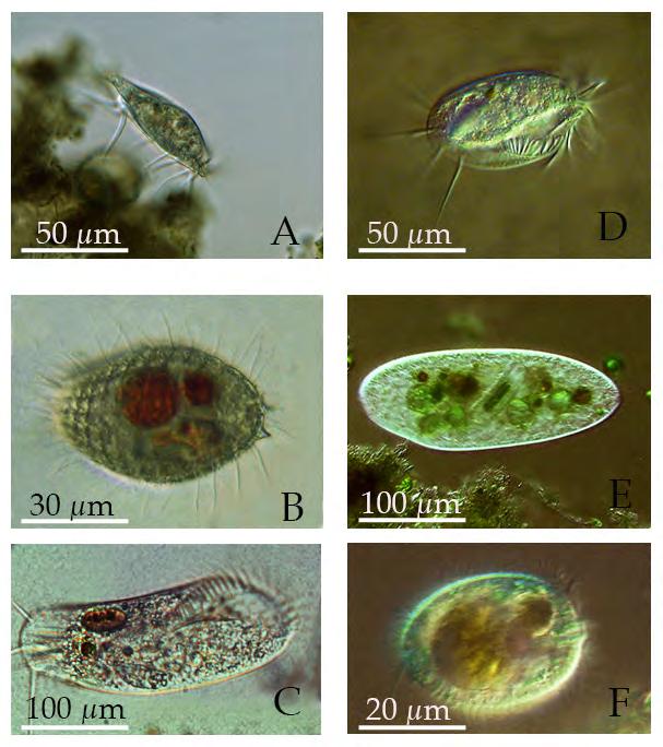 de Hel 2012 Heterotrofe Ciliaten: A= Euplotes patella (zijaanzicht); D= Euplotes patella