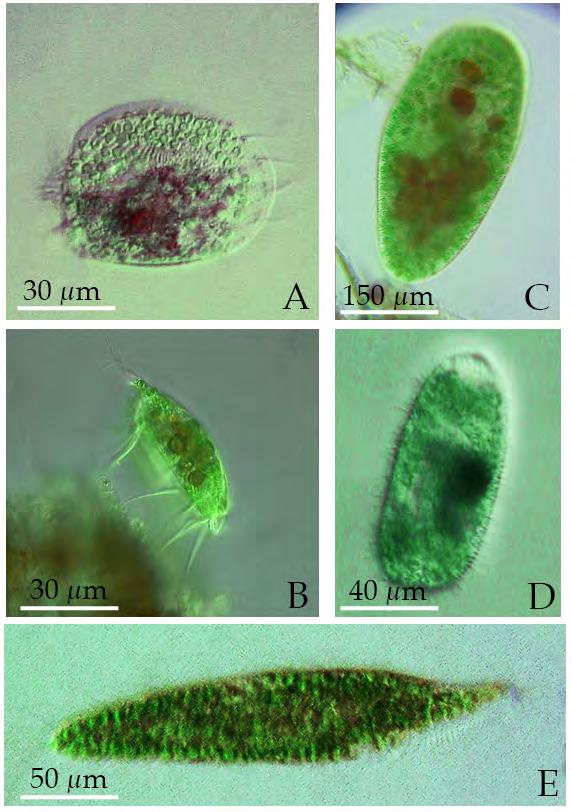 de Hel 2012 Mixotrofe Ciliaten: A= Euplotes daidaleos (bovennaanzicht); D= Holophrya ovum; B=