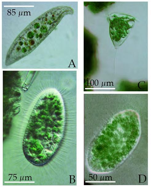 de Hel 2012 Mixotrofe Ciliaten: A= Loxodes rostrum: C= Vorticella