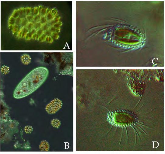 de Hel 2012 Chrysophyta (Goudalgen) Opvallende algen met een geschubde buitenkant (plaatjes van silica, oxide van silicium).