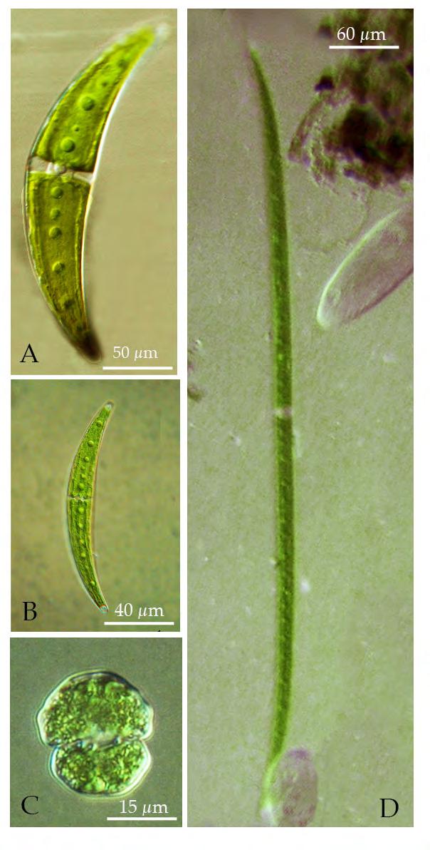 de Hel 2012 Desmidiaceae (Sieralgen) De algen zijn opgebouwd uit 2 symmetrische helften. De kern ligt in het midden.