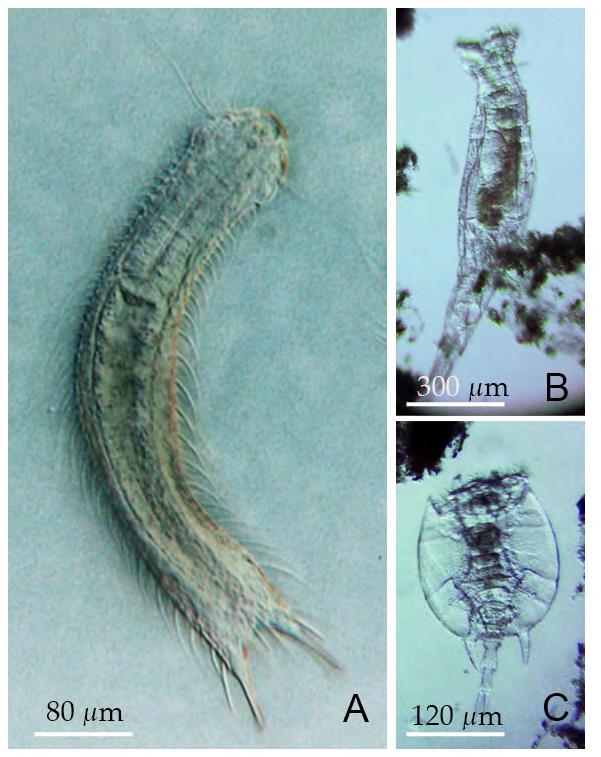 de Hel 2012 A= Chaetonotus spec. Gastrotrocha.