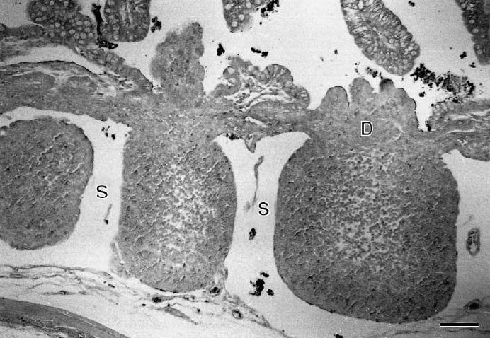 100 µm Figuur 3: Peyerse plaat in het ileum. Gemerkt materiaal en cellen zijn aanwezig in het intestinaal lumen boven de Peyerse plaat en in de sinussen (S) rond de lymfoïde follikels.