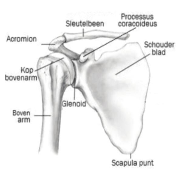 Anatomie Van De Schouder De schouder bestaat uit een aantal beenderen, ligamenten en spieren die de arm met de romp verbinden.